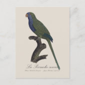 Carte Postale Perruche Moine, Myiopsitta Monachus (Devant)
