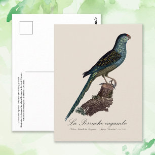 Carte Postale Perruche terrestre ou Perruche des marais, Pezopor