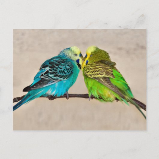 Carte postale Perruches en amour (Devant)