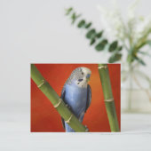 Carte Postale perruque (Debout devant)