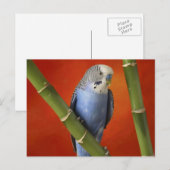 Carte Postale perruque (Devant / Derrière)