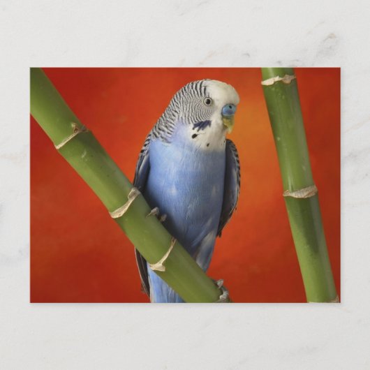 Carte Postale perruque (Devant)
