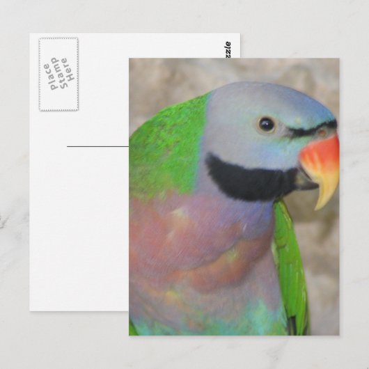 Carte Postale Perruque moustachée (Devant / Derrière)