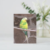 Carte Postale perruque sur un membre (Debout devant)