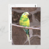 Carte Postale perruque sur un membre (Devant / Derrière)