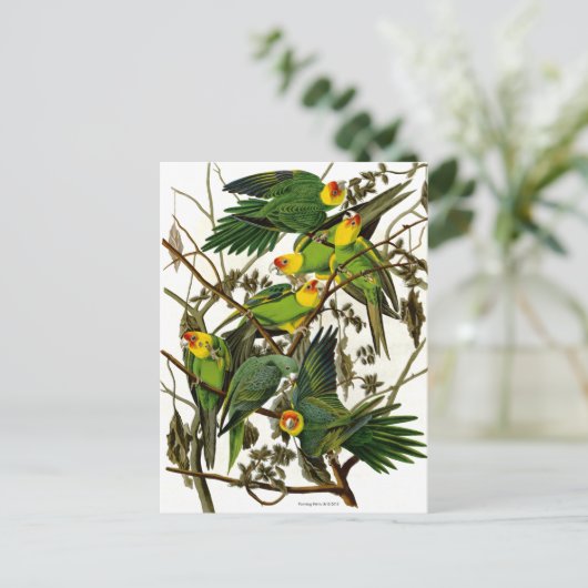 Carte Postale Perruques vertes vintages Perroquets (Debout devant)