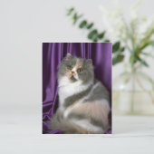 Carte Postale Perse, bleu, tortie et blanc (Debout devant)