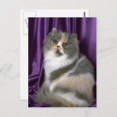 Carte Postale Perse, bleu, tortie et blanc (Devant / Derrière)