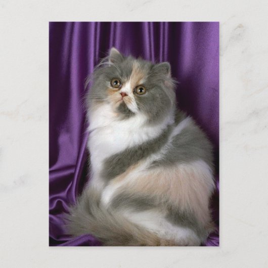 Carte Postale Perse, bleu, tortie et blanc (Devant)