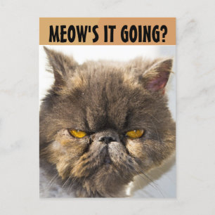 CARTE POSTALE PERSIAN CAT FUNNY