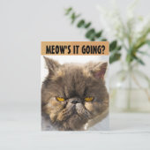 CARTE POSTALE PERSIAN CAT FUNNY (Debout devant)