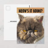 CARTE POSTALE PERSIAN CAT FUNNY (Devant / Derrière)