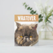 CARTE POSTALE PERSIAN CAT FUNNY GRUMPY (Debout devant)