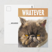 CARTE POSTALE PERSIAN CAT FUNNY GRUMPY (Devant / Derrière)
