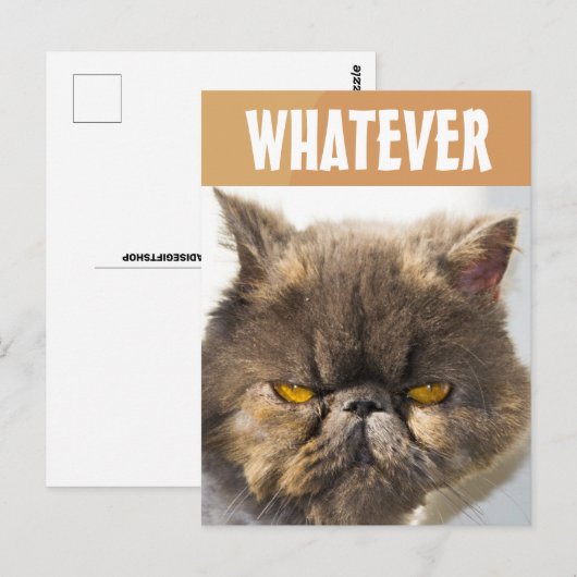 CARTE POSTALE PERSIAN CAT FUNNY GRUMPY (Devant / Derrière)
