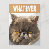 CARTE POSTALE PERSIAN CAT FUNNY GRUMPY (Devant)