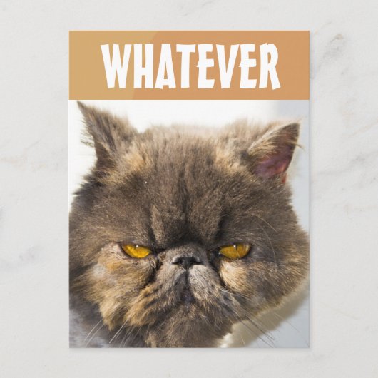 CARTE POSTALE PERSIAN CAT FUNNY GRUMPY (Devant)