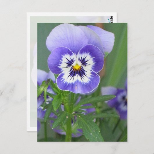 Carte postale personnalisable de Pensée Violette (Devant / Derrière)