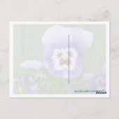 Carte postale personnalisable de Pensée Violette (Dos)