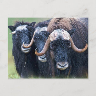 Carte Postale Personnalisé Personnalisé Votre Propre Photo & Tex