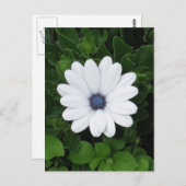 Carte postale personnalisée aux fleurs blanches (Devant / Derrière)