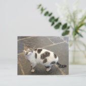 Carte postale personnalisée Cat (Debout devant)