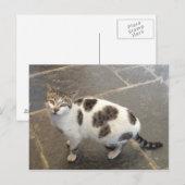 Carte postale personnalisée Cat (Devant / Derrière)
