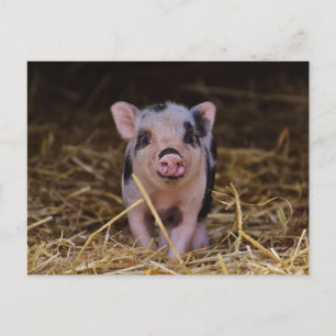 Carte postale personnalisée Cute Baby Pig