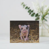 Carte postale personnalisée Cute Baby Pig (Debout devant)