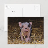 Carte postale personnalisée Cute Baby Pig (Devant / Derrière)