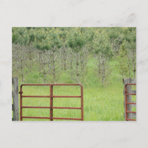 Carte postale personnalisée Dans les pins