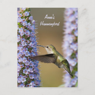 Carte postale personnalisée Fleur Colibri