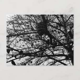 Carte postale personnalisée Photographie de la fau