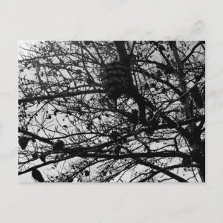 Carte postale personnalisée Photographie de la fau