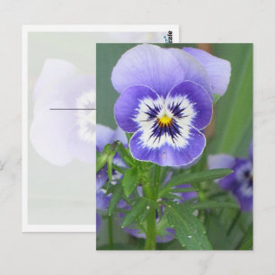 Carte postale Personnalisée Purple Pansy
