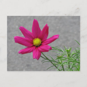 Carte postale personnalisée rose Fleur