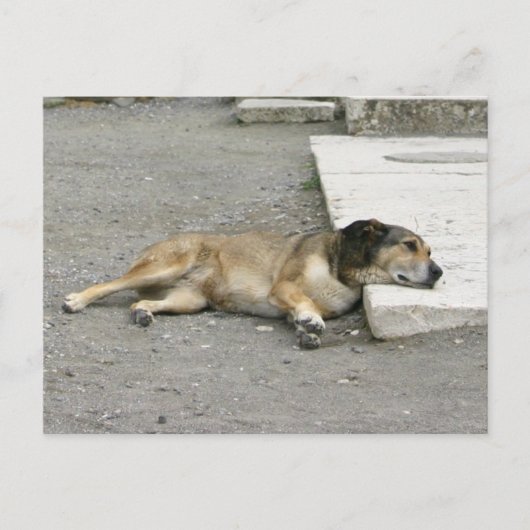 Carte postale personnalisée Tired Dog (Devant)