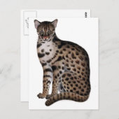 Carte Postale Personnaliser (Devant / Derrière)