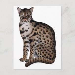 Carte Postale Personnaliser