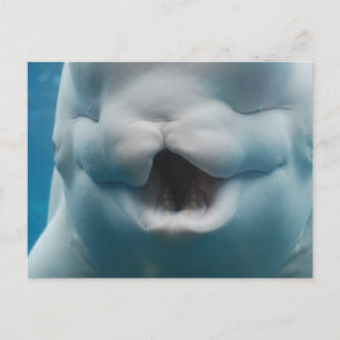 Carte Postale Personnaliser