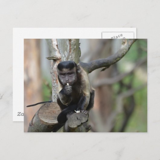 Carte Postale Personnaliser (Devant / Derrière)