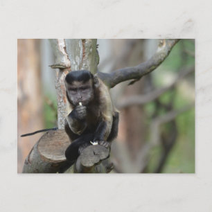 Carte Postale Personnaliser