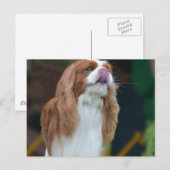 Carte Postale Personnaliser (Devant / Derrière)