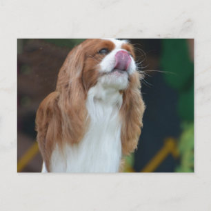 Carte Postale Personnaliser