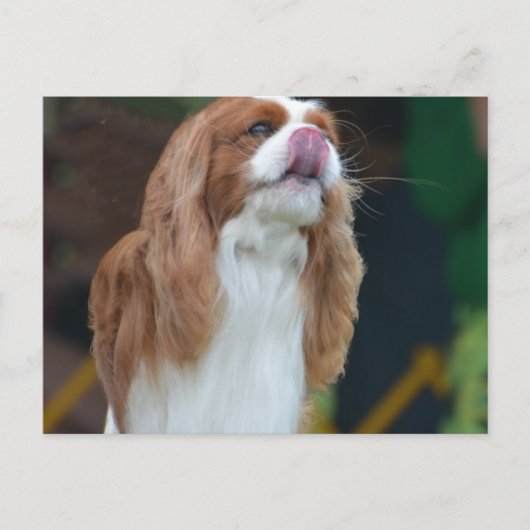 Carte Postale Personnaliser (Devant)