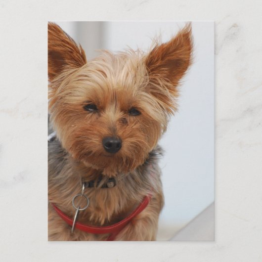 Carte Postale Personnaliser (Devant)