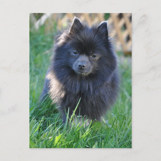 Carte Postale Personnaliser (Devant)