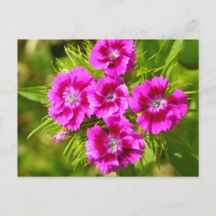 Carte Postale Personnaliser