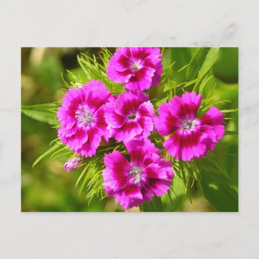 Carte Postale Personnaliser (Devant)