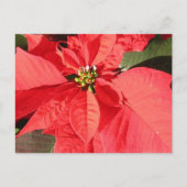 Carte Postale Personnaliser (Devant)